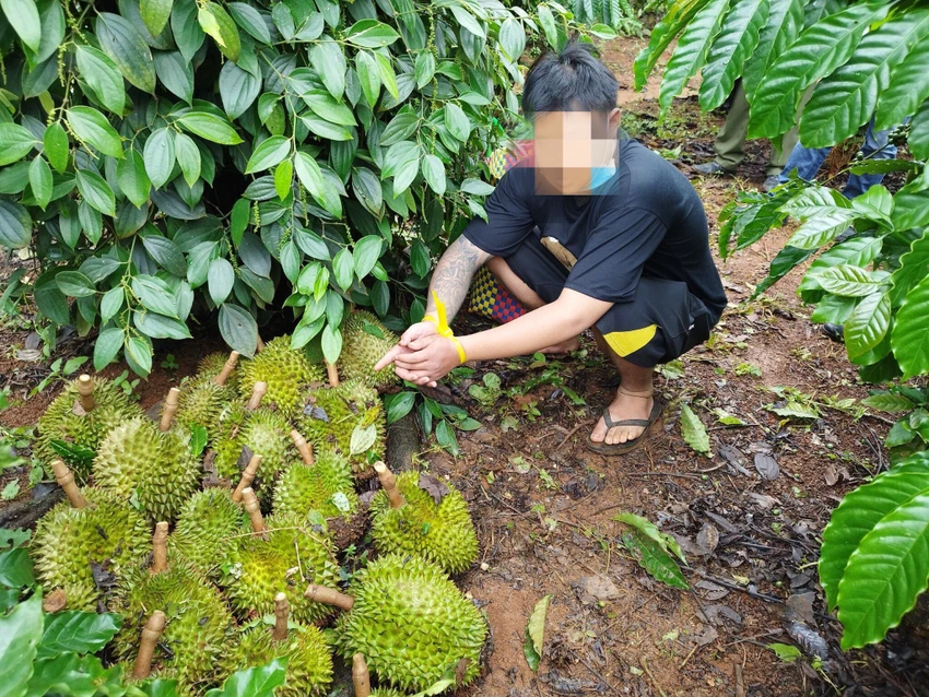 Đinh Công H cùng tang vật vụ trộm sầu riêng. Ảnh: MQ
