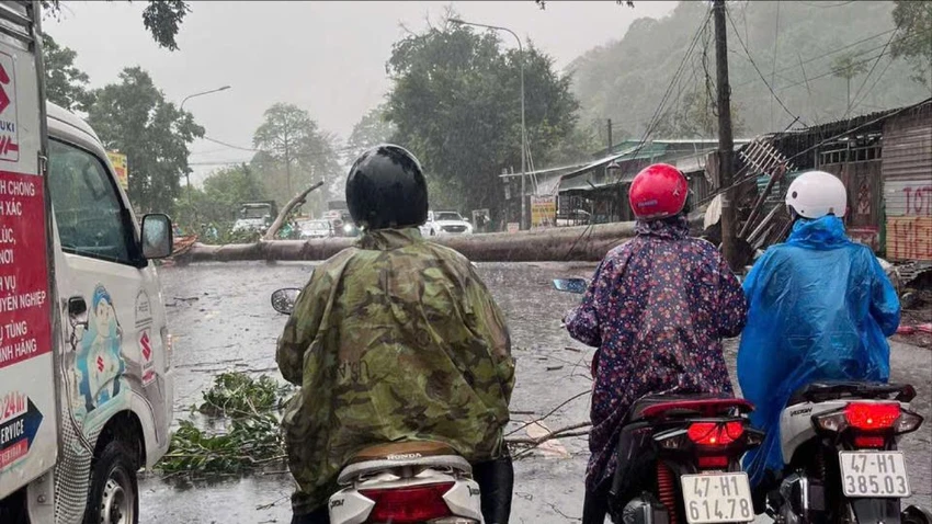 Cây cổ thụ.jpg