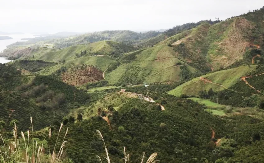 hơn 3.200 ha.jpg