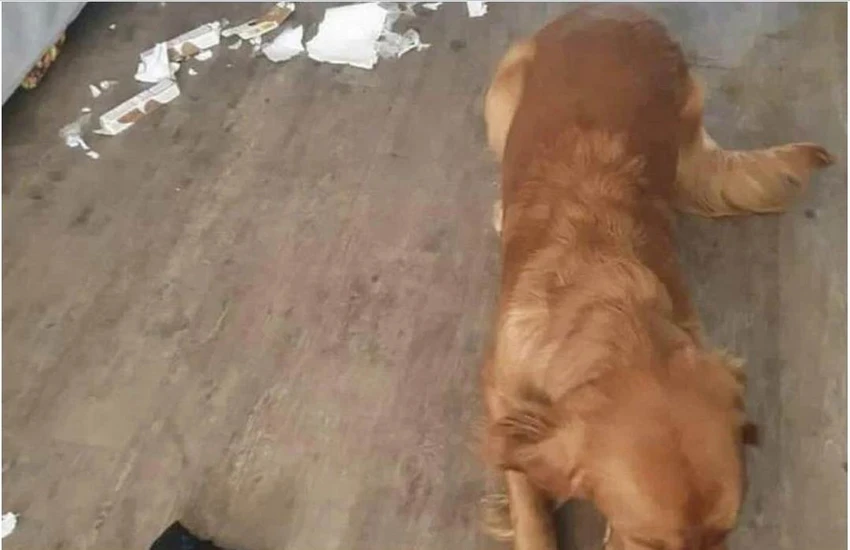 Thủ phạm là chú chó Golden Retriever có tên Rudy. Ảnh: FB Thủ phạm là chú chó Golden Retriever có tên Rudy. Ảnh: FB