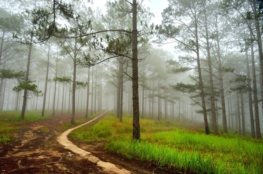 binh-minh-da-lat-dep-nap-long-2