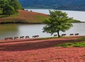 Chiêm ngưỡng mùa cỏ hồng đẹp như tranh vẽ ở Đà Lạt