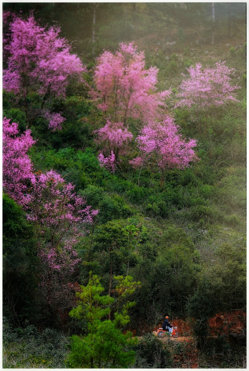 hoa-mai-anh-dao-13