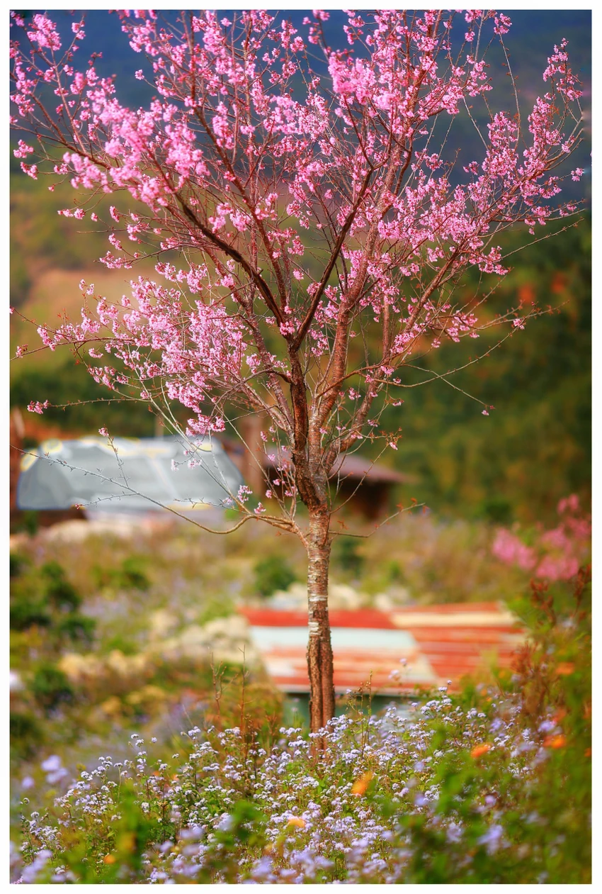 hoa-mai-anh-dao-14