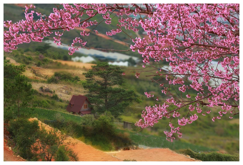 hoa-mai-anh-dao-2