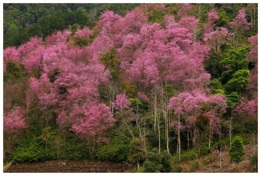 hoa-mai-anh-dao-9