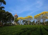 Phượng vàng rực rỡ phố núi Bảo Lộc