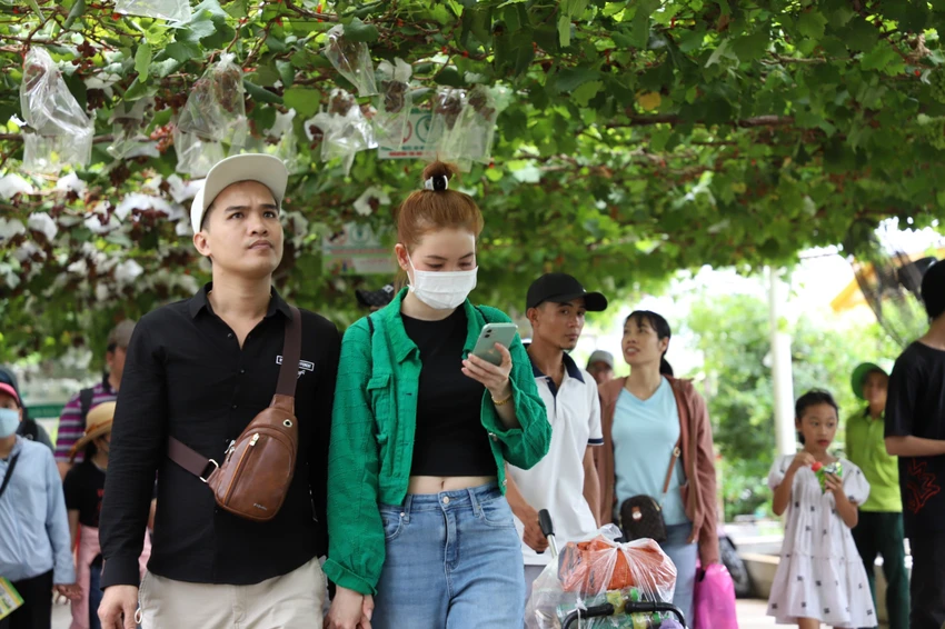Trải nghiệm hái nho và ăn nho tại vườn ở Suối Tiên Farm vào mùa nho chín rộ. Trải nghiệm hái nho và ăn nho tại vườn ở Suối Tiên Farm vào mùa nho chín rộ.
