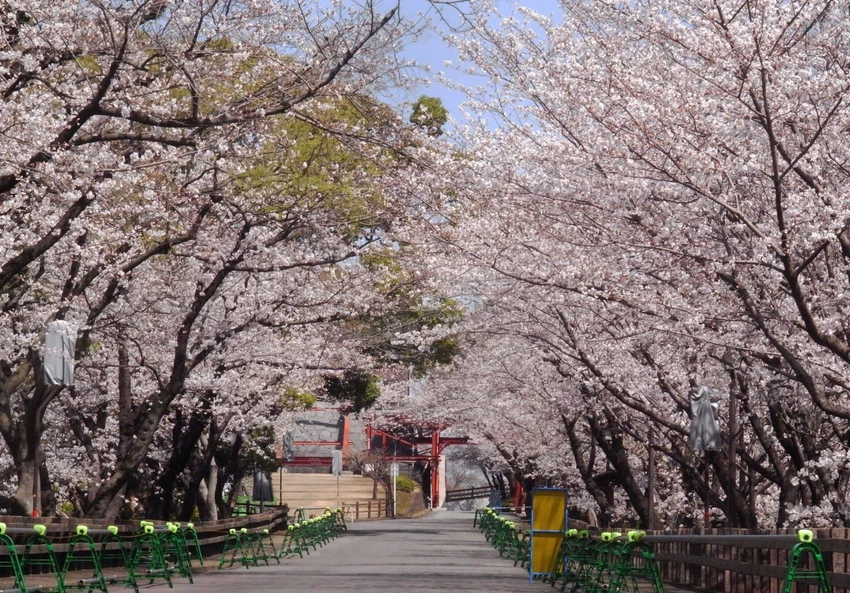 Hoa anh đào khoe sắc trong khuôn viên Thành Kumamoto(1)©Kumamoto Castle Office.jpg