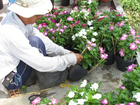 Về làng hoa Sa Đéc chụp ảnh 'tự sướng' ảnh 8 Về làng hoa Sa Đéc chụp ảnh 'tự sướng' ảnh 8