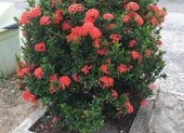 Kéo nhau ra tòa vì gãy nhánh cây kiểng