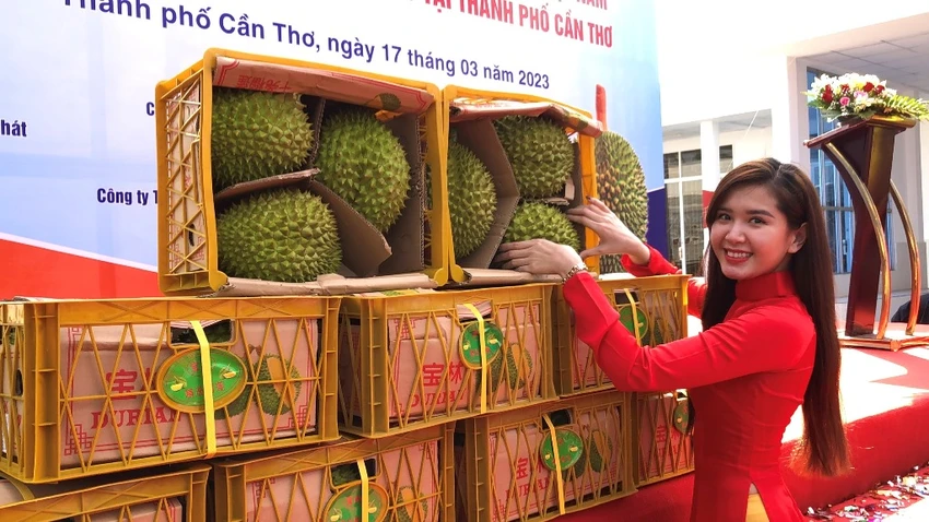 Hình ảnh những trái sầu riêng trong lô hàng đầu tiên xuất khẩu sang Trung Quốc. Ảnh: NHẪN NAM