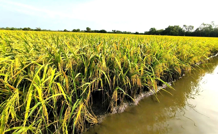 đòi bồi thường thiệt hại vì mua đất ruộng 10 năm không được canh tác