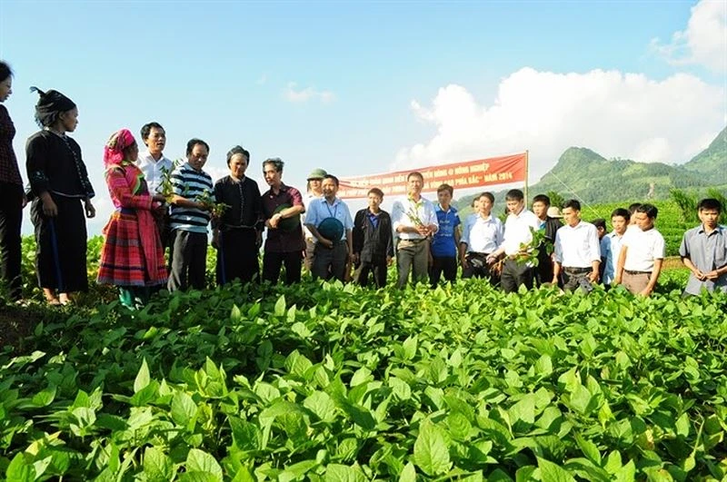 Ảnh minh họa Ảnh minh họa