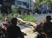 Cây phượng bất ngờ bật gốc đè hai người đi đường