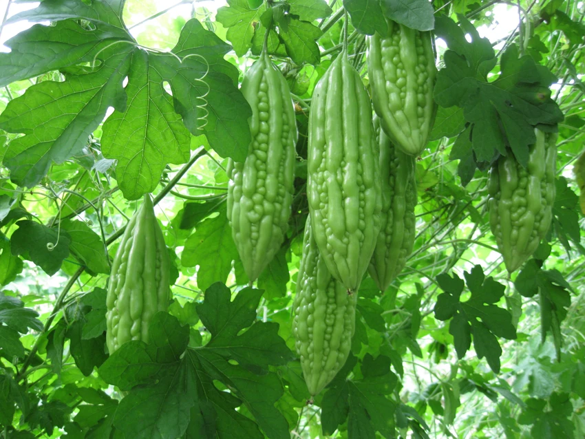 Người tuyệt đối không được ăn mướp đắng ảnh 1 Người tuyệt đối không được ăn mướp đắng ảnh 1