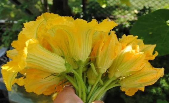 Thực phẩm giúp chữa bệnh từ hoa ảnh 2 Thực phẩm giúp chữa bệnh từ hoa ảnh 2