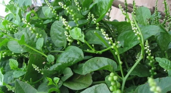 Trắng da nhanh chóng với mặt nạ rau xanh ảnh 5 Trắng da nhanh chóng với mặt nạ rau xanh ảnh 5