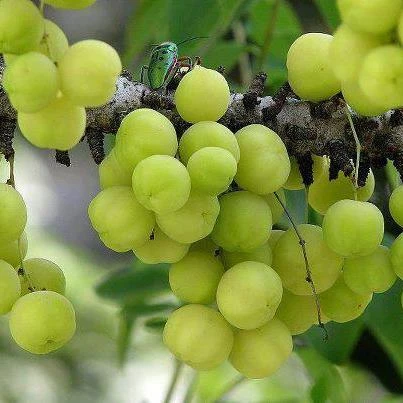 Bài thuốc đơn giản chữa tóc bạc sớm ảnh 4 Bài thuốc đơn giản chữa tóc bạc sớm ảnh 4