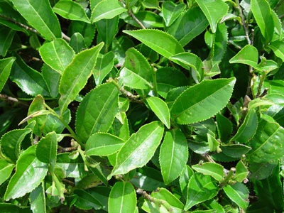 Mẹo vặt đánh bay mùi hôi chân ảnh 6