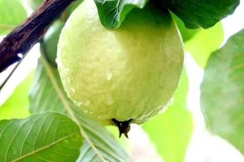 Khám phá tác dụng chữa bệnh của trái ổi ảnh 2