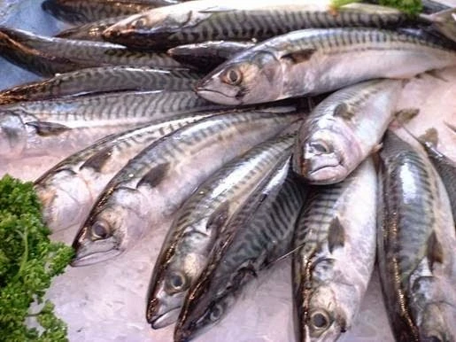 10 lý do ưu tiên cá biển trong thực đơn ảnh 3 10 lý do ưu tiên cá biển trong thực đơn ảnh 3