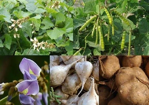 Vì sao ăn hạt củ đậu có thể tử vong? ảnh 1 Vì sao ăn hạt củ đậu có thể tử vong? ảnh 1