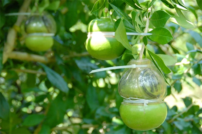 Cận cảnh quy trình sản xuất đào tiên hồ lô 1,4 triệu/cặp ảnh 8