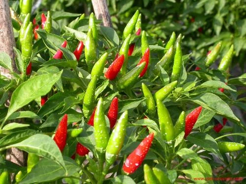 10 dược liệu dân gian chữa đau lưng hiệu quả ảnh 4 10 dược liệu dân gian chữa đau lưng hiệu quả ảnh 4
