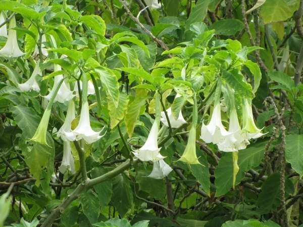 Sự thật ‘hơi thở của quỷ’ xuất hiện tại Việt Nam ảnh 3