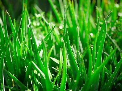 8 loại cây để trong phòng giúp bạn có giấc ngủ ngon ảnh 5 8 loại cây để trong phòng giúp bạn có giấc ngủ ngon ảnh 5