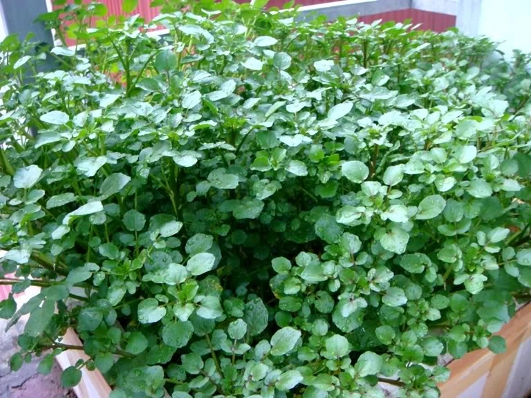 Lợi ích dinh dưỡng bất ngờ của rau cải xoong ảnh 3 Lợi ích dinh dưỡng bất ngờ của rau cải xoong ảnh 3