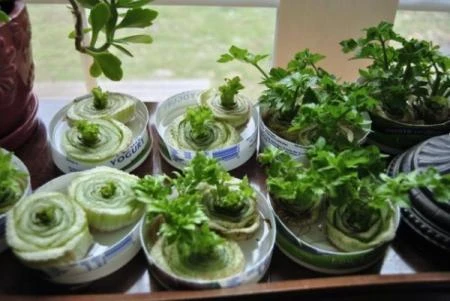 16 bí quyết giữ thực phẩm tươi lâu ảnh 16