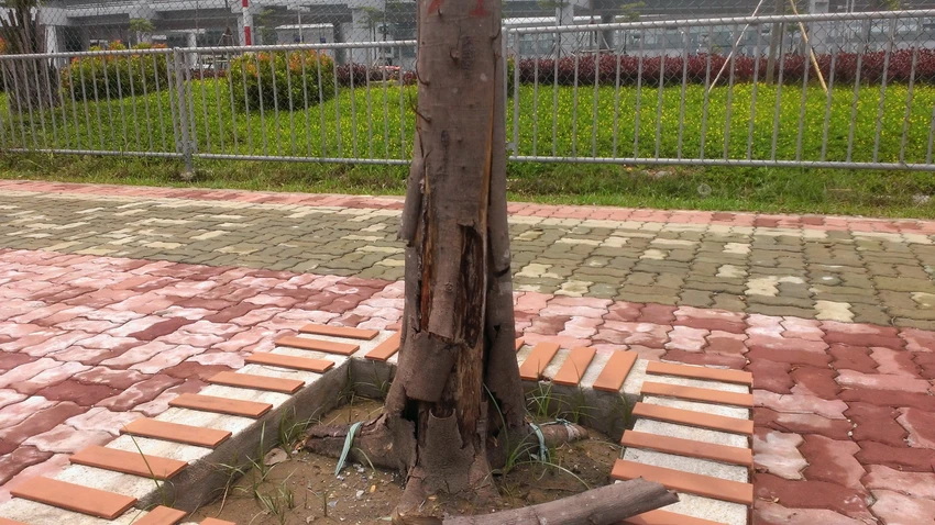 Hàng loạt cây chết khô trên đường vào sân bay Nội Bài ảnh 11