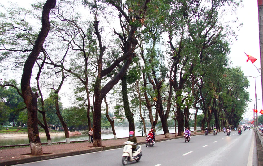 Nhìn lại hàng cây cổ thụ đường Kim Mã trước ngày bị đốn hạ ảnh 2 Nhìn lại hàng cây cổ thụ đường Kim Mã trước ngày bị đốn hạ ảnh 2