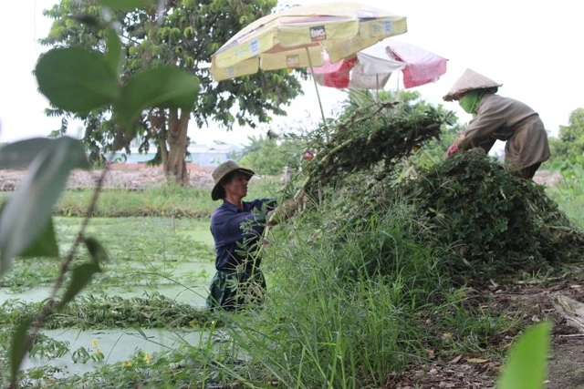 Trồng rau nhút thu hàng chục triệu mỗi tháng ảnh 5