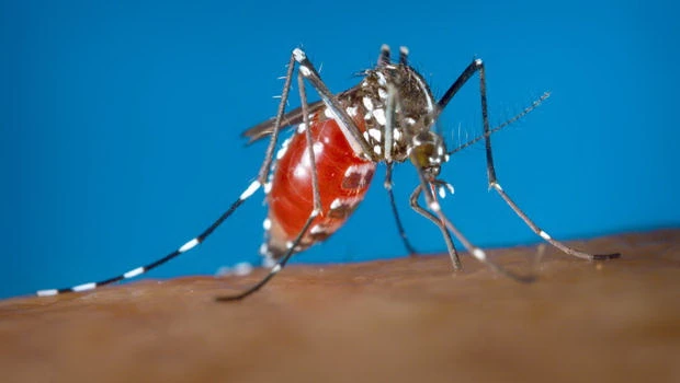 Dịch Zika sẽ bùng nổ tại Mỹ vào mùa hè ảnh 1 Dịch Zika sẽ bùng nổ tại Mỹ vào mùa hè ảnh 1