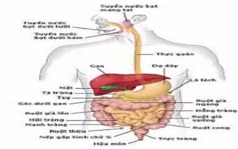 Cách phát hiện sớm ung thư đường tiêu hóa ảnh 1 ung thư đường tiêu hóa