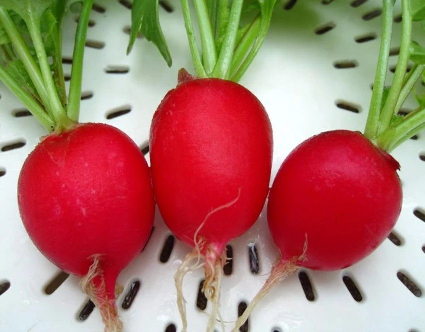 củ cải đỏ