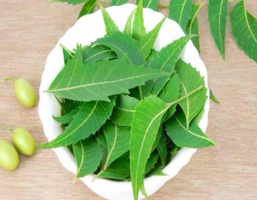 lá neem