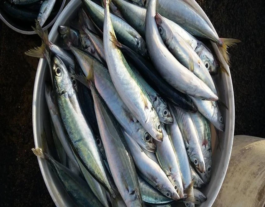 cá nục
