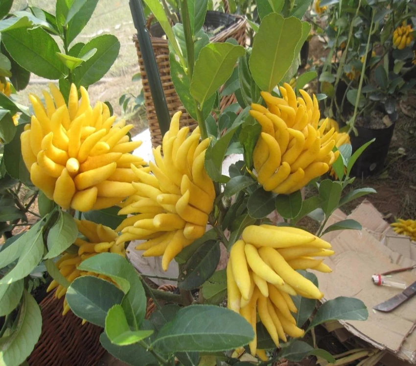 phật thủ