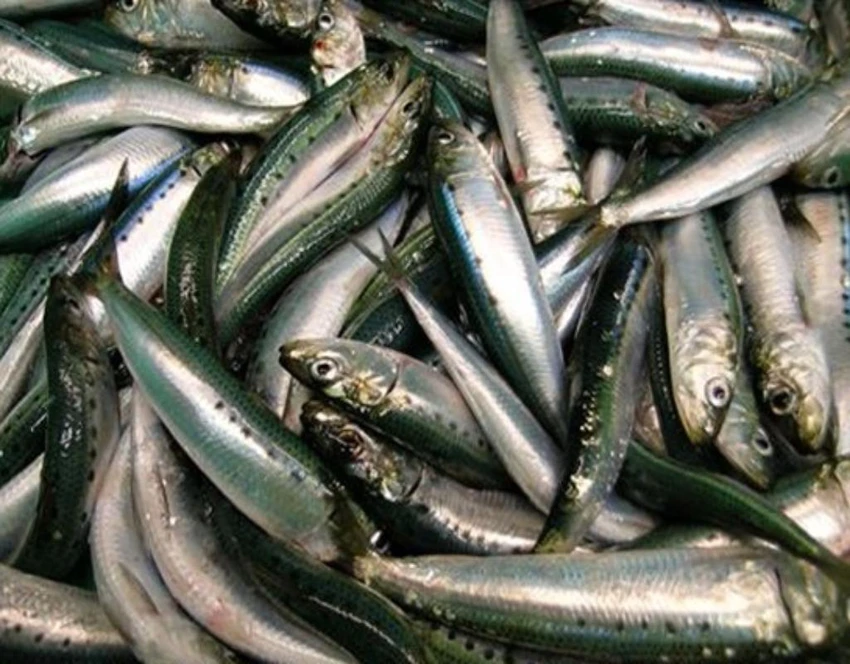 Cá mòi là một trong những loại cá giàu omega-3