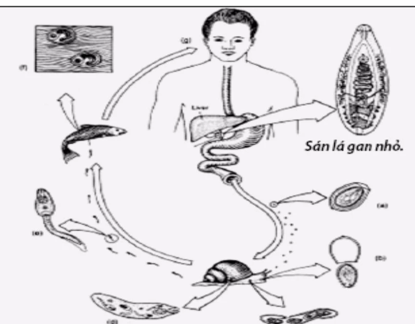 chu trình gây bệnh của sán lá gan nhỏ