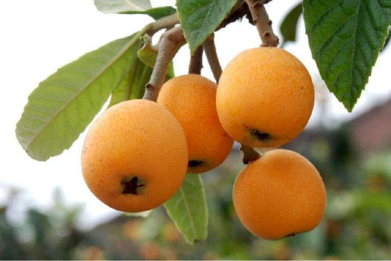 Trái biwa thần kỳ đến đâu mà giá tới bạc triệu? ảnh 10 Trái biwa thần kỳ đến đâu mà giá tới bạc triệu? ảnh 10
