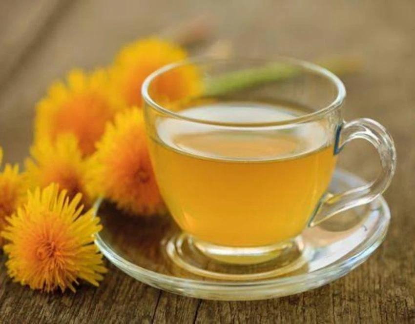 trà bồ công anh