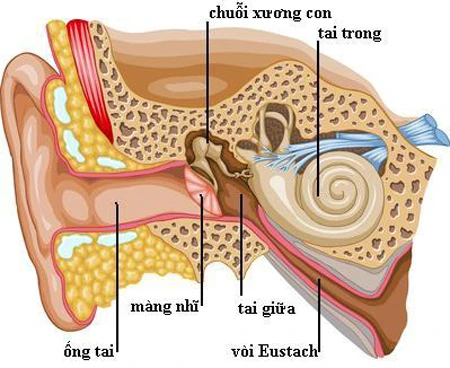 Chứng ù tai nhiều khi không phải bệnh từ tai ảnh 1 Chứng ù tai nhiều khi không phải bệnh từ tai ảnh 1