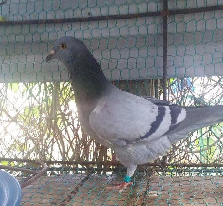 Con chim bồ câu 