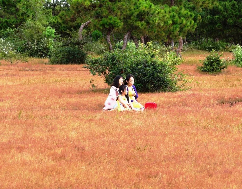 cỏ hồng