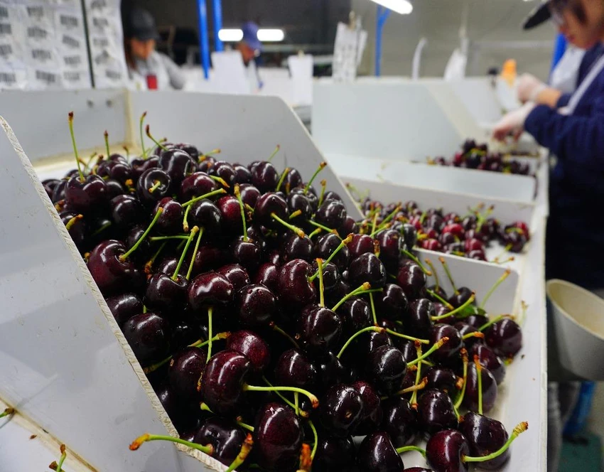 Công việc đóng gói cherry nhận được thù lao khá cao.
